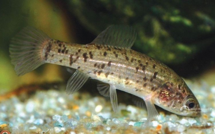 Megvan, melyik lett az év hala