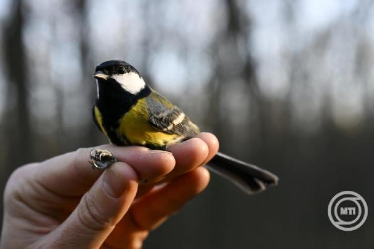 Mesterséges odúkkal is megelőzhető a széncinegék postaládákba fészkelése