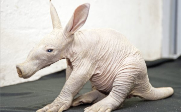 Nézze meg a győri állatkert új lakóját! 