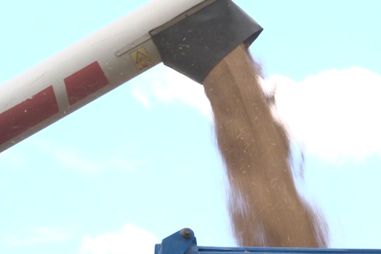 Silány minőségű gabona lepheti el a hazai piacot