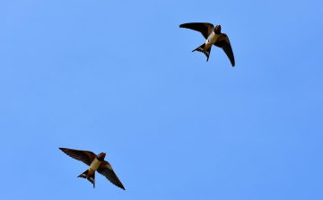 Műfészkekkel segíti a fecskék védelmét a MÁV