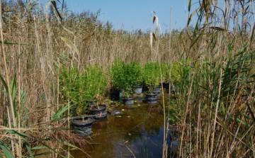 Nádasban nevelt vadkendert egy kópházi férfi