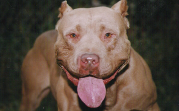 Pitbull kutya harapta le a kisfiú nemi szervét 