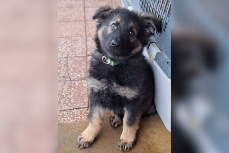 Új taggal bővült a Kulcsár Kutató Mentőkutyás Szolgálat