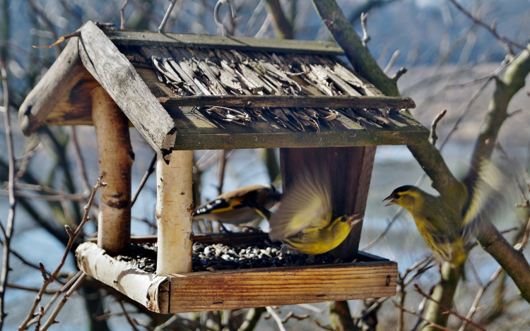Életmentő lehet a téli madáretetés