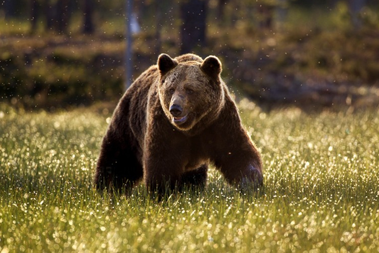 Vigyázz! Medveveszély már hazánkban is