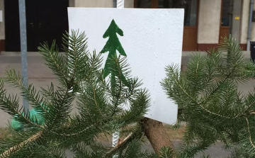 Több, mint 110 helyen gyűjtik a fenyőket Győrben