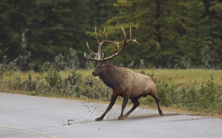 Szarvassal ütközött egy motoros- A helyszínen meghalt