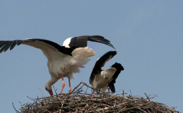 Sok gólyafióka kelt ki idén