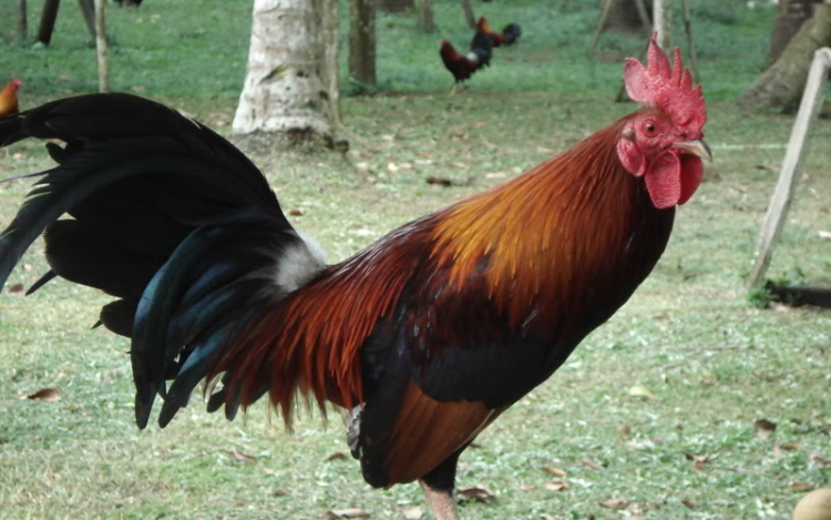 Háromnaponta tojik tojást egy kakas Indiában