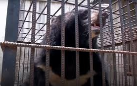 Két év után derült ki egy kiskutyáról, hogy medve