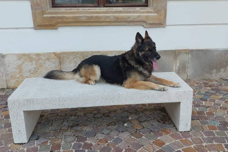 Elment Lendon, az életmentő németjuhász