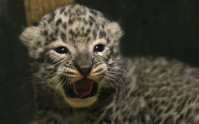Perzsa leopárd-kölyköt mutattak be Miskolcon 