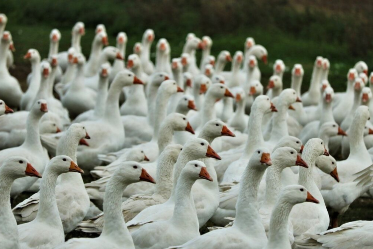 Madárinfluenza: magas kockázatú Győr-Moson-Sopron