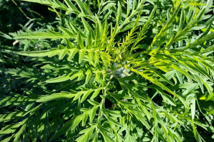 Brutális bírság lehet a vége, ha valaki megfeledkezik a parlagfű irtásáról