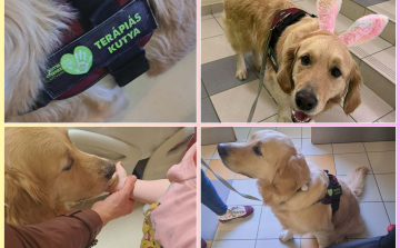 Leon, a terápiás kutya munkába állt a kórházban