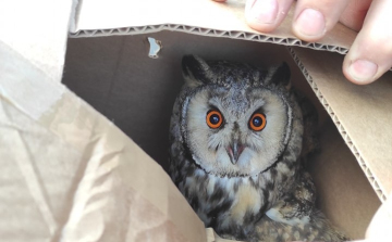 Megmenekült a sérült bagoly