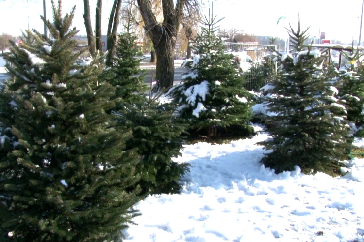 Drágul a karácsonyfa is