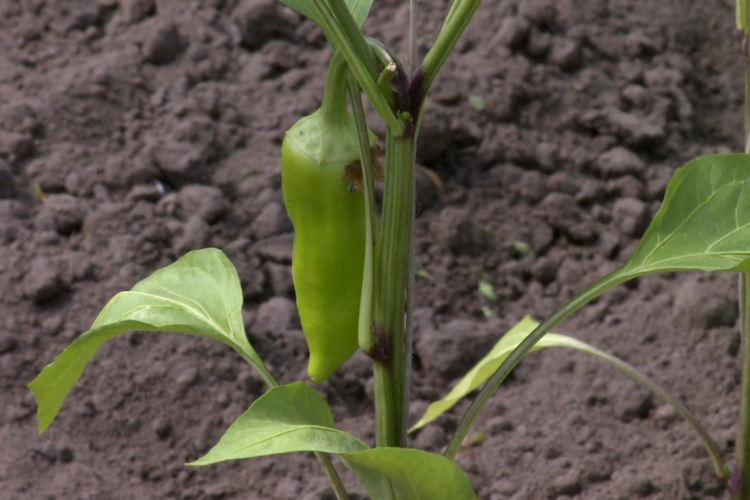 Indul a paradicsom és a paprika szezonja
