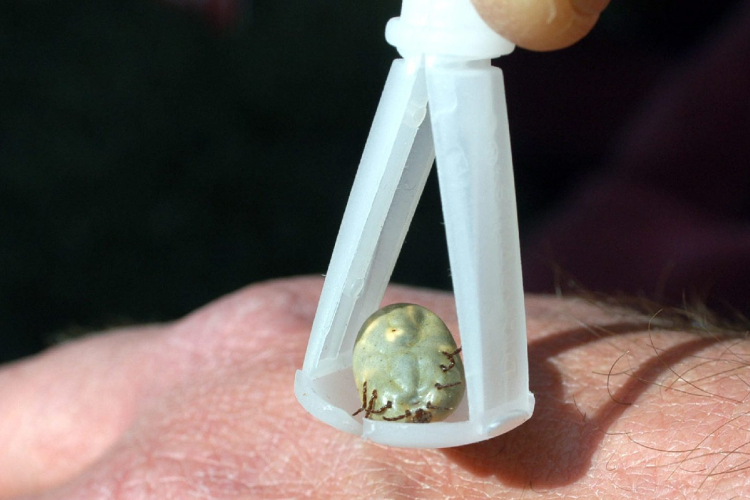 Készülhetünk a kullancsszezonra! 