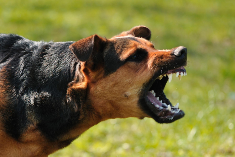 Brutális kutyatámadás Győrben – Egy nőt megharapott egy másik kutyát pedig elpusztított nagytestű eb
