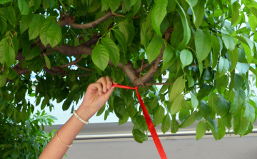 Te miért szereted Győrt? 