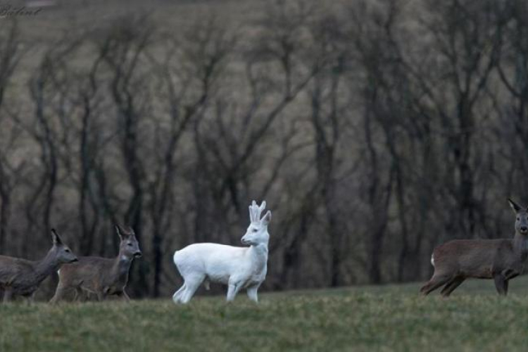 Fehér őzbakra leltek a barcsi erdőben