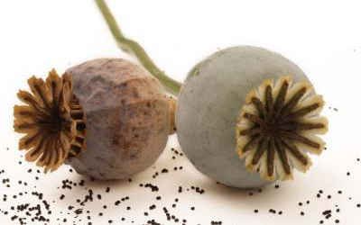 Ötvenmilliós heroinfogás Röszkén