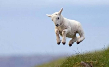 Birkával ütközött a repülő