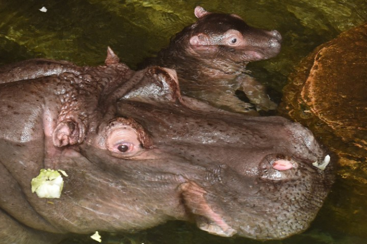 Víziló ölt meg egy nőt Dél-Afrikában
