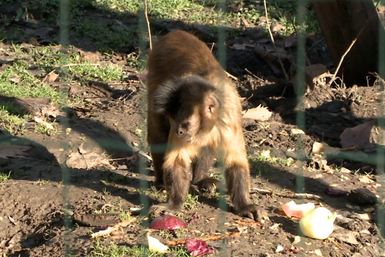 Jó évet zárt az állatkert