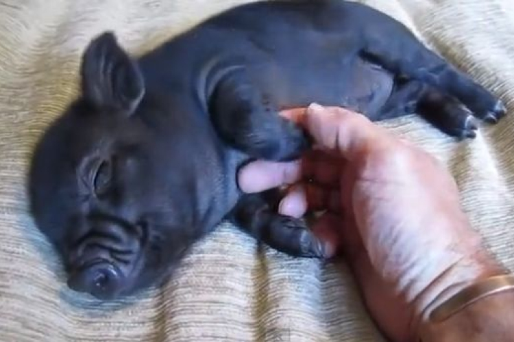 Láttál már kismalacot, aki ennyire élvezi a simogatást?