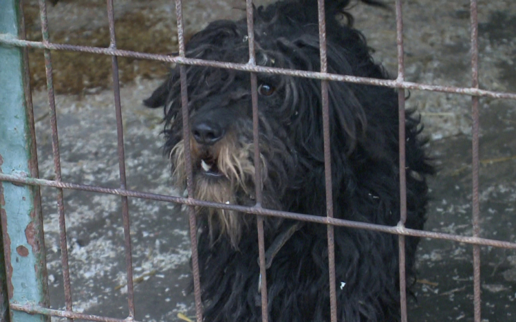 Kölyökkutya dömping a menhelyen