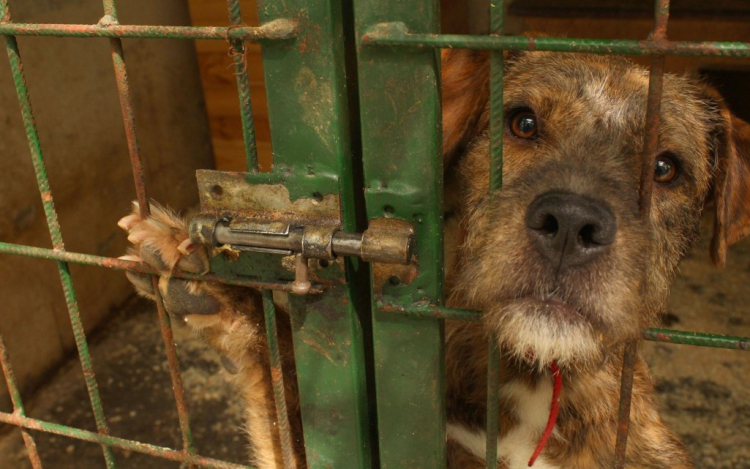 Aki tud segítsen a Győri Állatmenhelynek! 