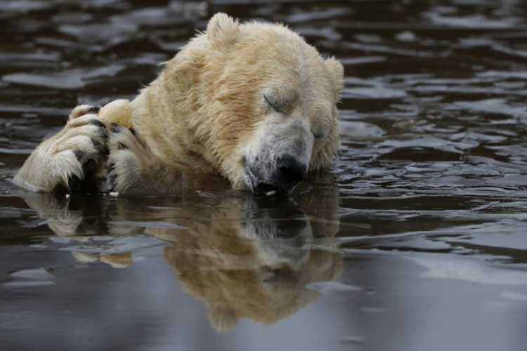 31 fok van az északi sarkkörnél 