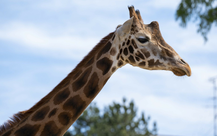 Német zsiráfbika érkezett a győri állatkertbe