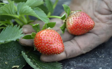 Őszi csoda: érik az eper!