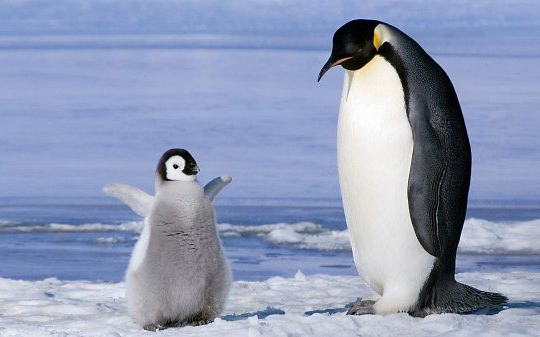 Ember méretű pingvin maradványaira bukkantak Új-Zélandon 