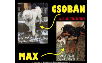 Összefonódott két szilveszteri kutyasors