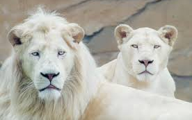 Pénteken lesz az Állatkertek Éjszakája