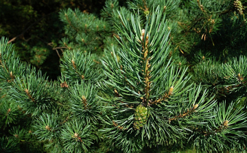 Elkezdődött a fenyőárusítás a győri piactereken