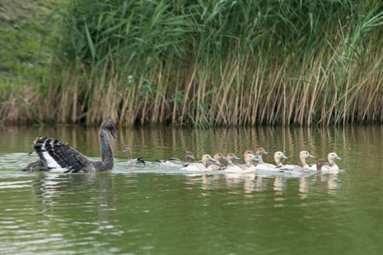 Fekete hattyúk is vannak már az adyvárosi tóban 