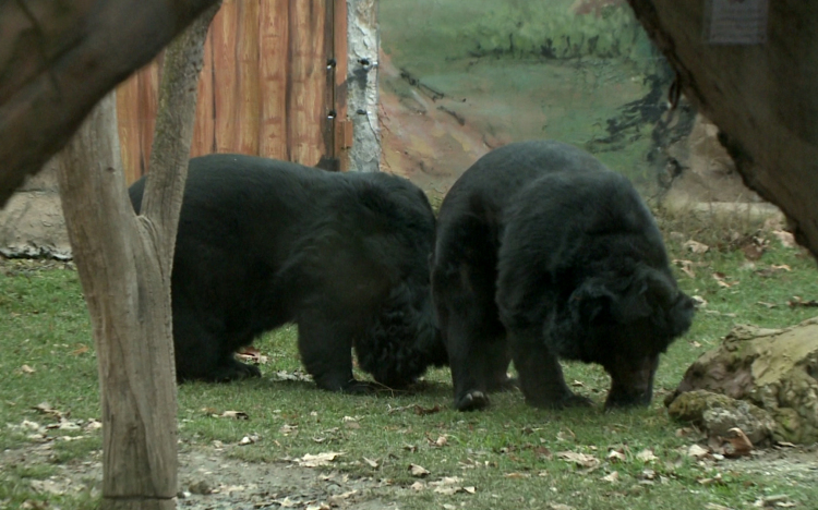 Előbújtak az örvös medvék a győri állatkertben