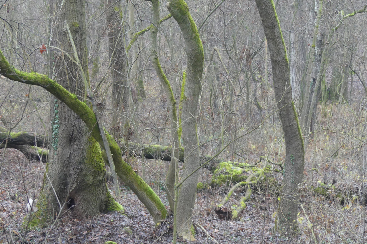 Fakivágás lesz a Püspökerdőben – mutatjuk hol