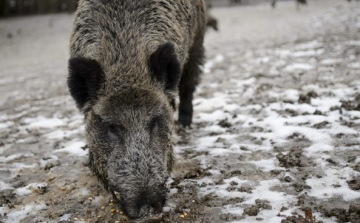 Beköltöztek a vaddisznók Budapestre