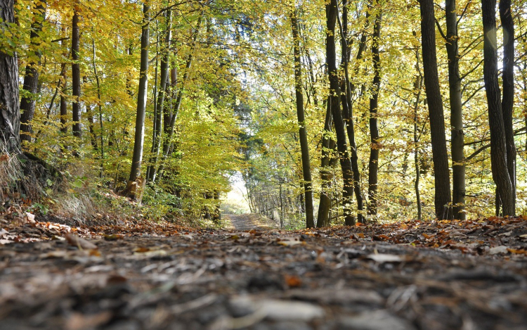Elkezdődött az Országos Településfásítási Program őszi ültetési időszaka