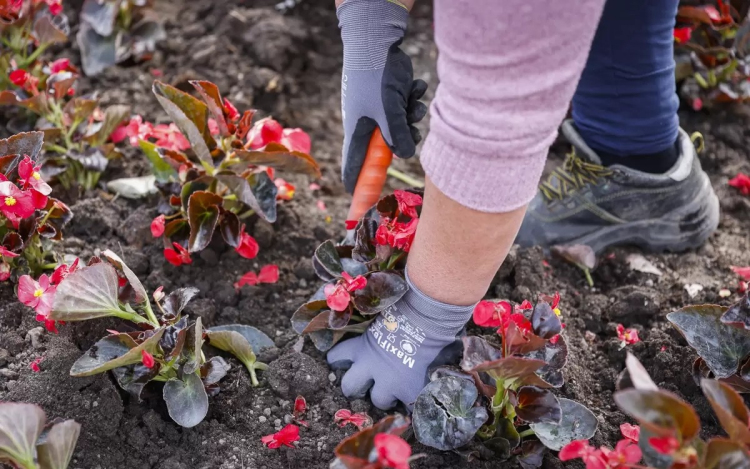 Megkezdődött az egynyári virágok ültetése Győrben is