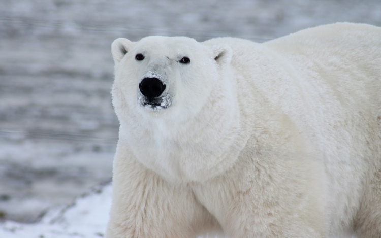 A világ legszomorúbb jegesmedvéje kapott egy kis szabadságot