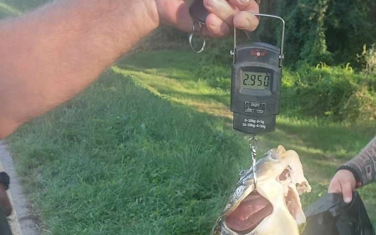 Meztelenül, szigonypuskával pontyra támadó orvhalászt fogtak Győrnél