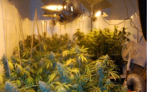 Marihuánát termesztett a pincéjében Sopronban